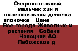 Очаровательный мальчик хин и ослепительная девочка японочка › Цена ­ 16 000 - Все города Животные и растения » Собаки   . Ненецкий АО,Лабожское д.